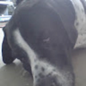 Meet your Posher, Ada